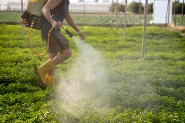 Best Pest Prevention Services  in Sandstone, MN