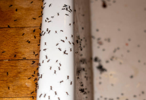 Best Affordable Pest Control Services  in Sandstone, MN
