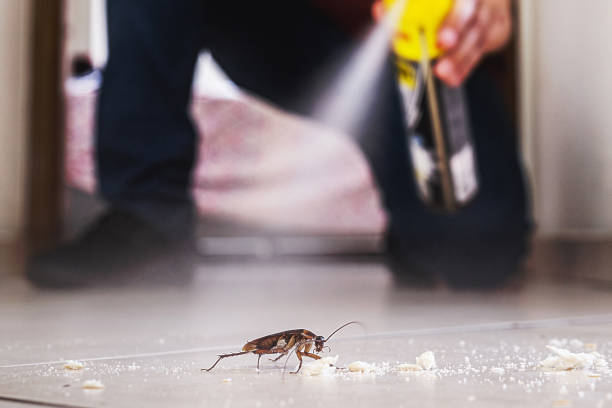 Best Local Pest Control Services  in Sandstone, MN